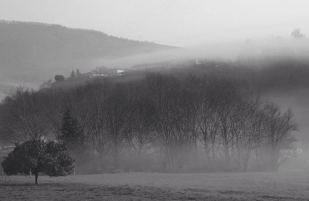 fog, tree, weather, foggy, tranquility, tranquil scene, winter, scenics, nature, cold temperature, beauty in nature, landscape, bare tree, snow, season, sky, field, outdoors, non-urban scene, growth