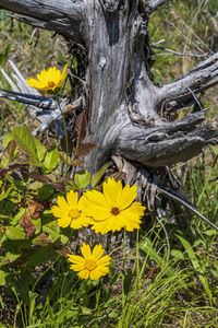 Close-up of yellow flowering plant