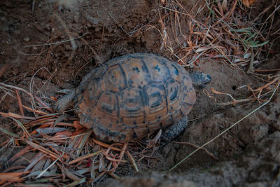 High angle view of tortoise on ground