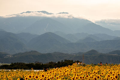 Scenic view of sunflower field against mountains