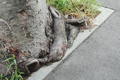 High angle view of roots on tree trunk