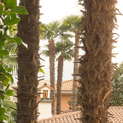 Low angle view of palm trees against sky