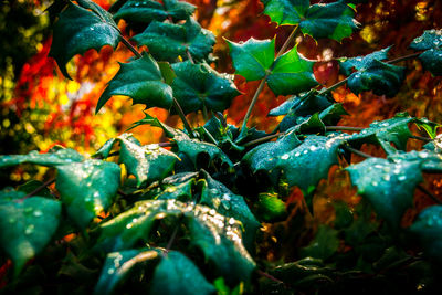 Close-up of multi colored leaves in water