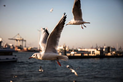 Seagulls flying in the sky