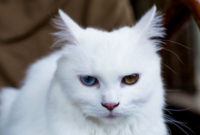 A close up portrait of a young heterochromic or odd-eyed white fur domestic cat