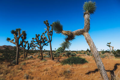 Trees on field against clear blue sky