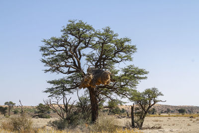 Tree on field against clear sky