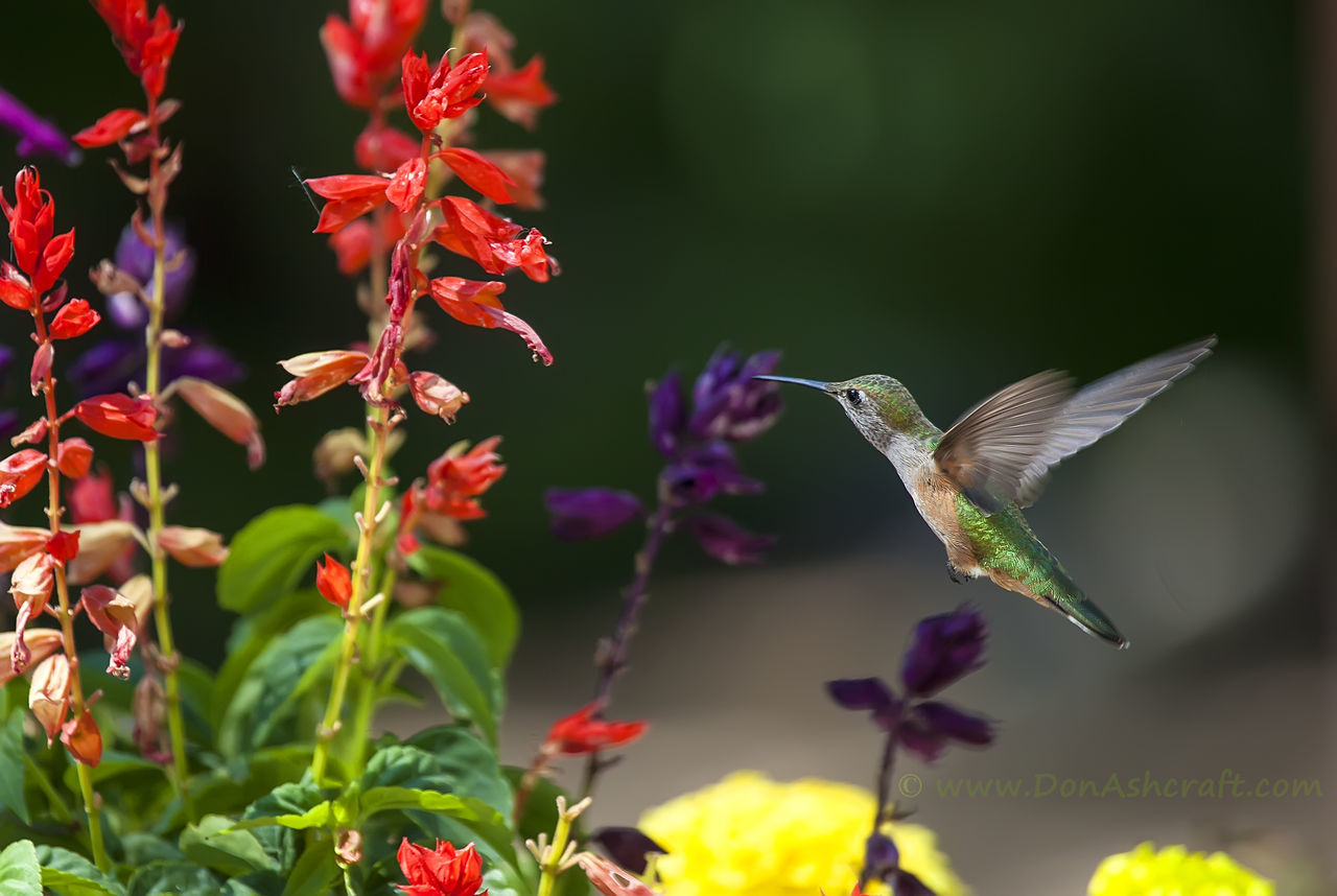 focus on foreground, flower, close-up, growth, plant, nature, beauty in nature, fragility, freshness, leaf, stem, selective focus, red, branch, twig, day, outdoors, animals in the wild, bud, petal