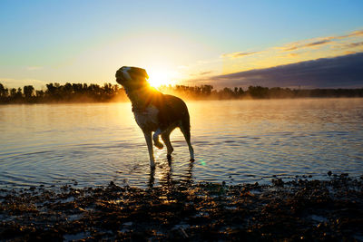 Dog standing in a lake