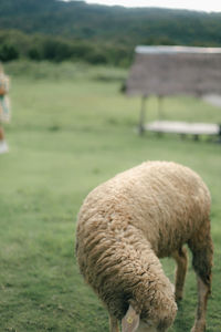 Close-up of sheep on field