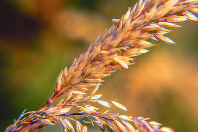 Close-up of plant