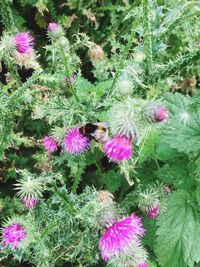 High angle view of bee on purple flowers