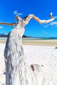 Close-up of driftwood on beach against clear blue sky