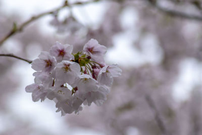 Close-up of cherry blossoms in spring