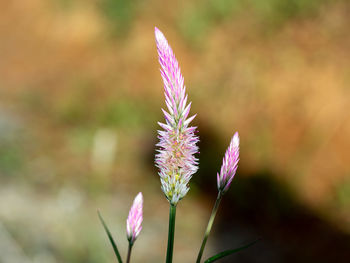 Close-up of pink flowering plant on field