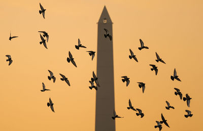 Low angle view of birds flying against sky during sunset