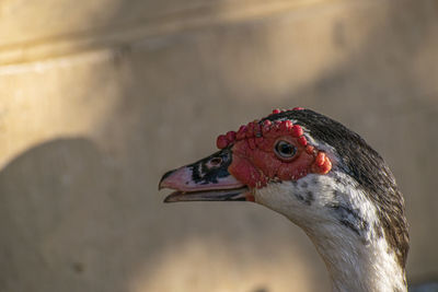 Close-up of a bird