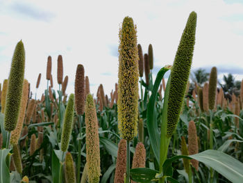 Pearl millet crop