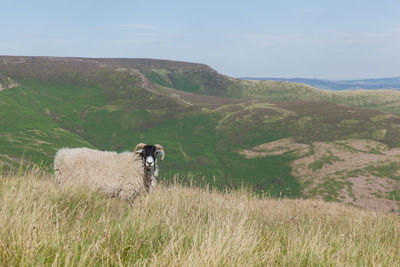 Idyllic  rural scene with sheep looking at camera