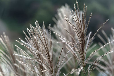 Close-up of stalks in field