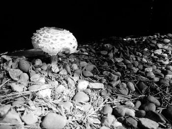 Close-up of mushrooms on pebbles at beach