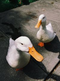 Duck in water