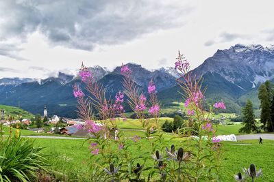 Flowers growing on landscape against mountain range