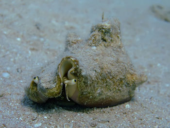 Close-up of crab on beach