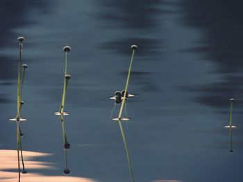 Close-up of birds on lake against sky