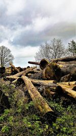 Stack of logs on field against sky