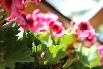 Close-up of pink flowering plant