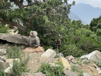 Monkey sitting on rock against trees in forest