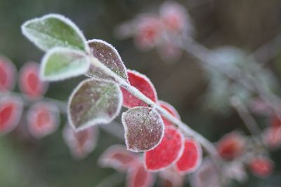 Close-up of plant during winter