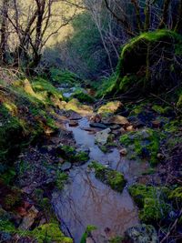 Stream flowing through forest