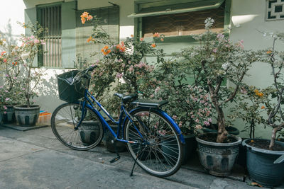 Bicycle on potted plant outside house