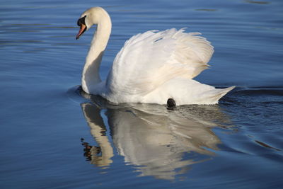Swan swimming in lake reflection 