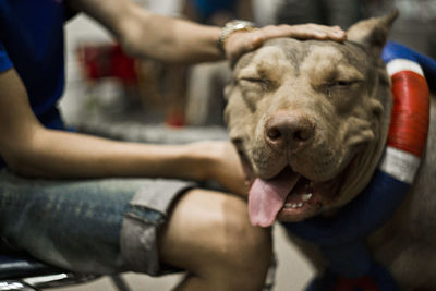 Head and mouth portrait close up of huge dog american pit bull terrier breed champion of weight pull