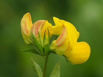 Close-up of yellow flower