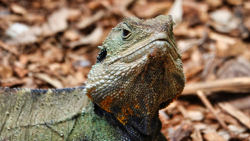 Close-up of a lizard