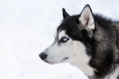 Close-up of dog looking away