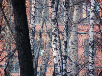 Full frame shot of trees in forest