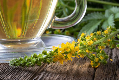 Close-up of potted plant on table