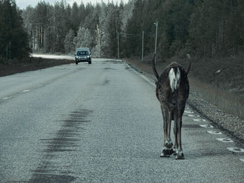 View of dog on road