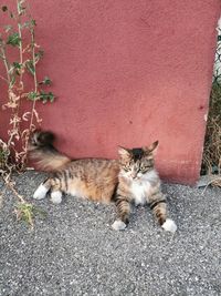 Portrait of cat relaxing outdoors