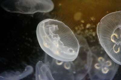 Close-up of jellyfish swimming in sea