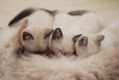 Close-up of cats sleeping