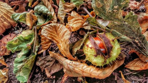 Close-up rambutan amidst leaves