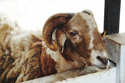 Close-up of sheep