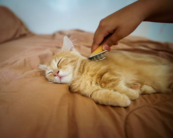 Brushing cat