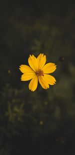 Close-up of yellow cosmos flower